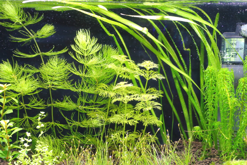 植栽から3日目　バリスネリア　スピラリス
